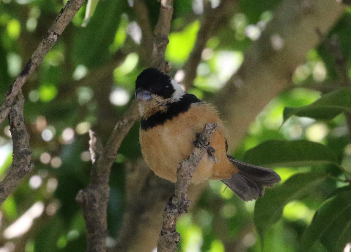 Cinnamon-rumped Seedeater - ML620287212