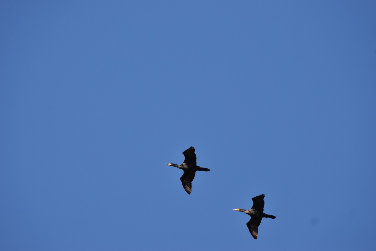 tanımsız Phalacrocoracidae sp. - ML620287213