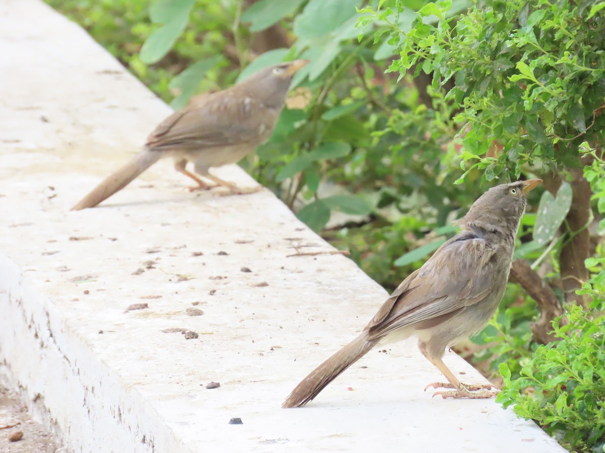 Jungle Babbler - ML620287216