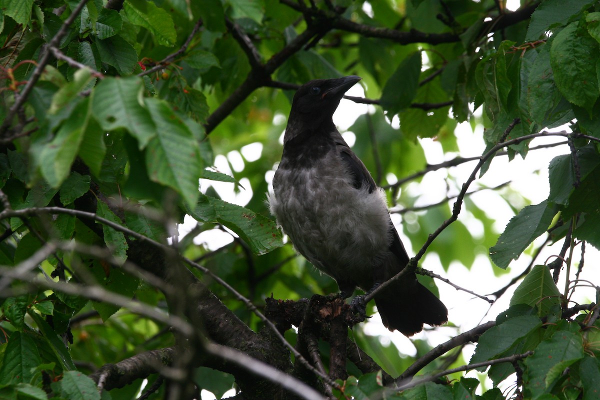 Hooded Crow - ML620287217