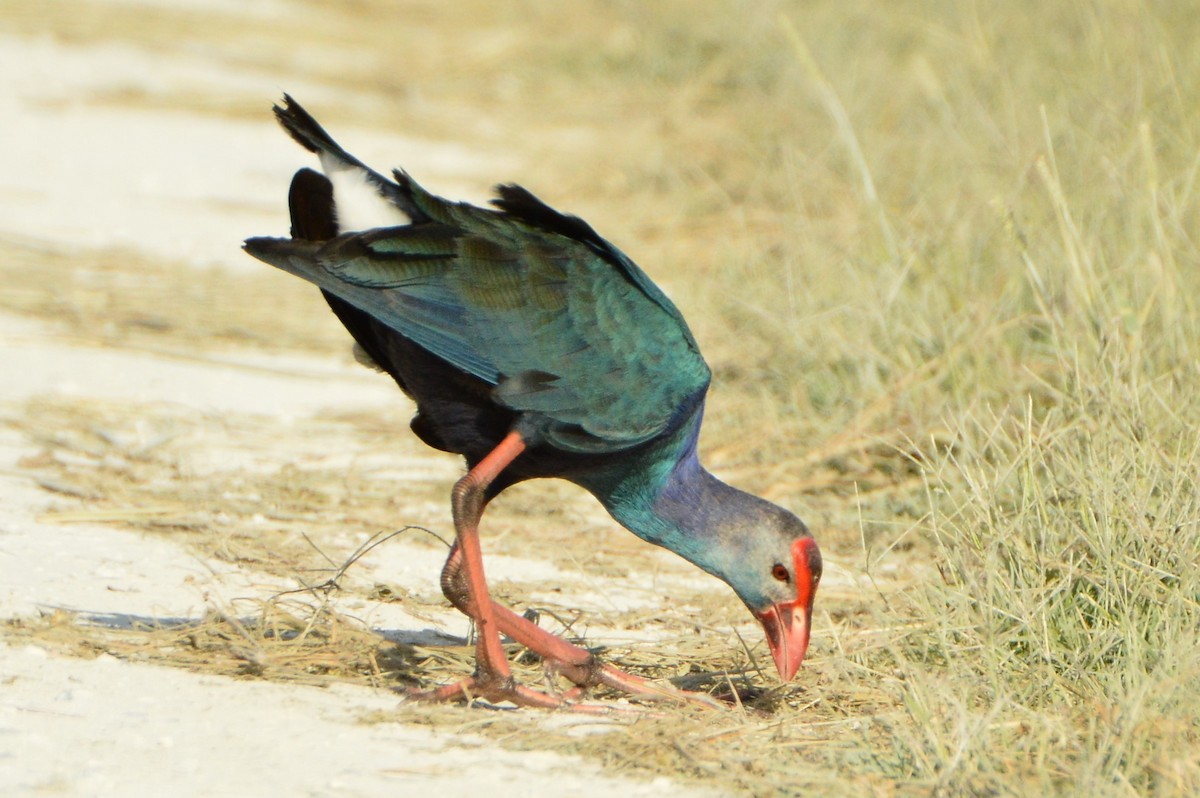 Gray-headed Swamphen - ML620287218