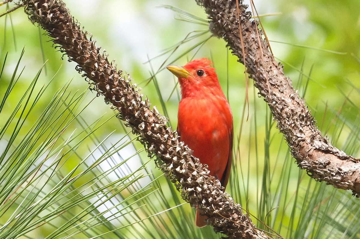 Piranga Roja - ML620287222