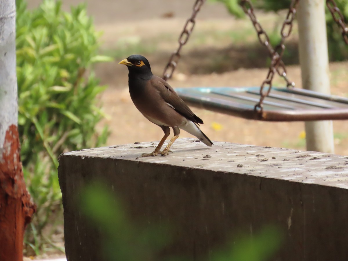 Common Myna - ML620287224