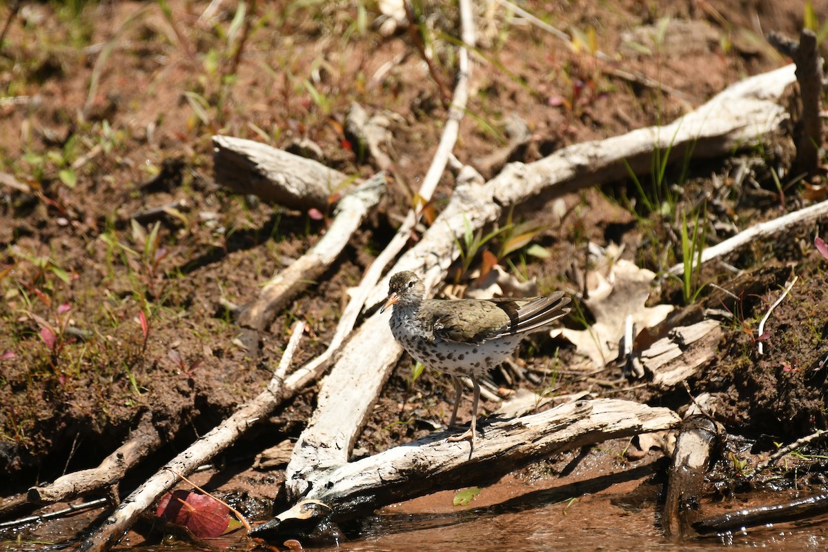 Spotted Sandpiper - ML620287226