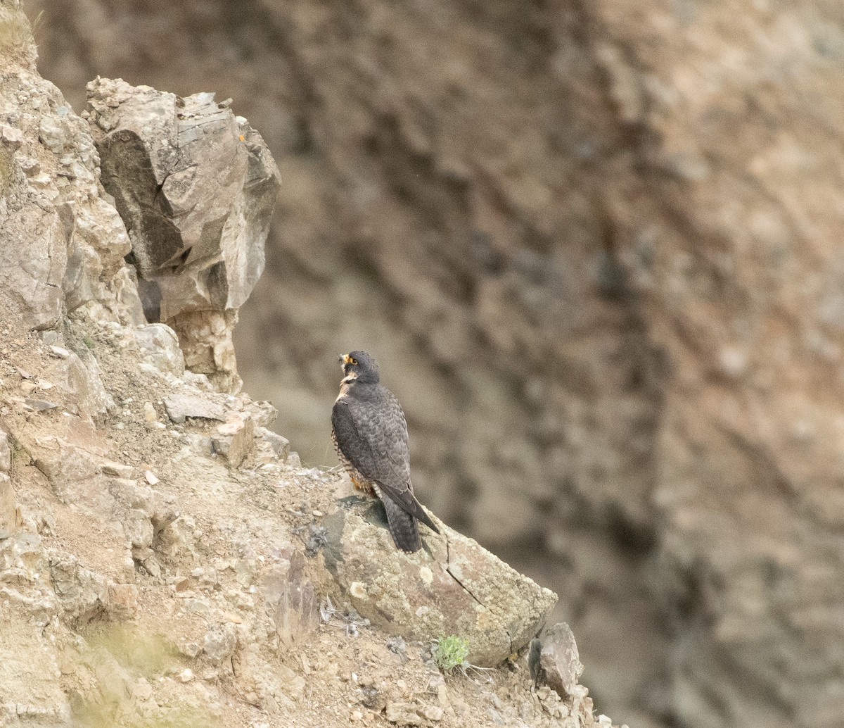 Halcón Peregrino - ML620287237