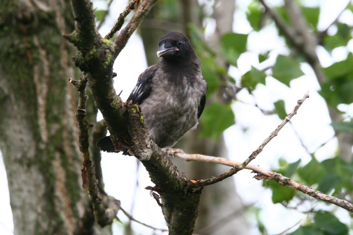 Hooded Crow - ML620287246