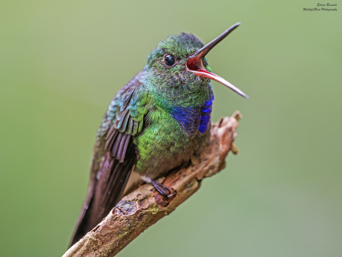 Purple-chested Hummingbird - ML620287248