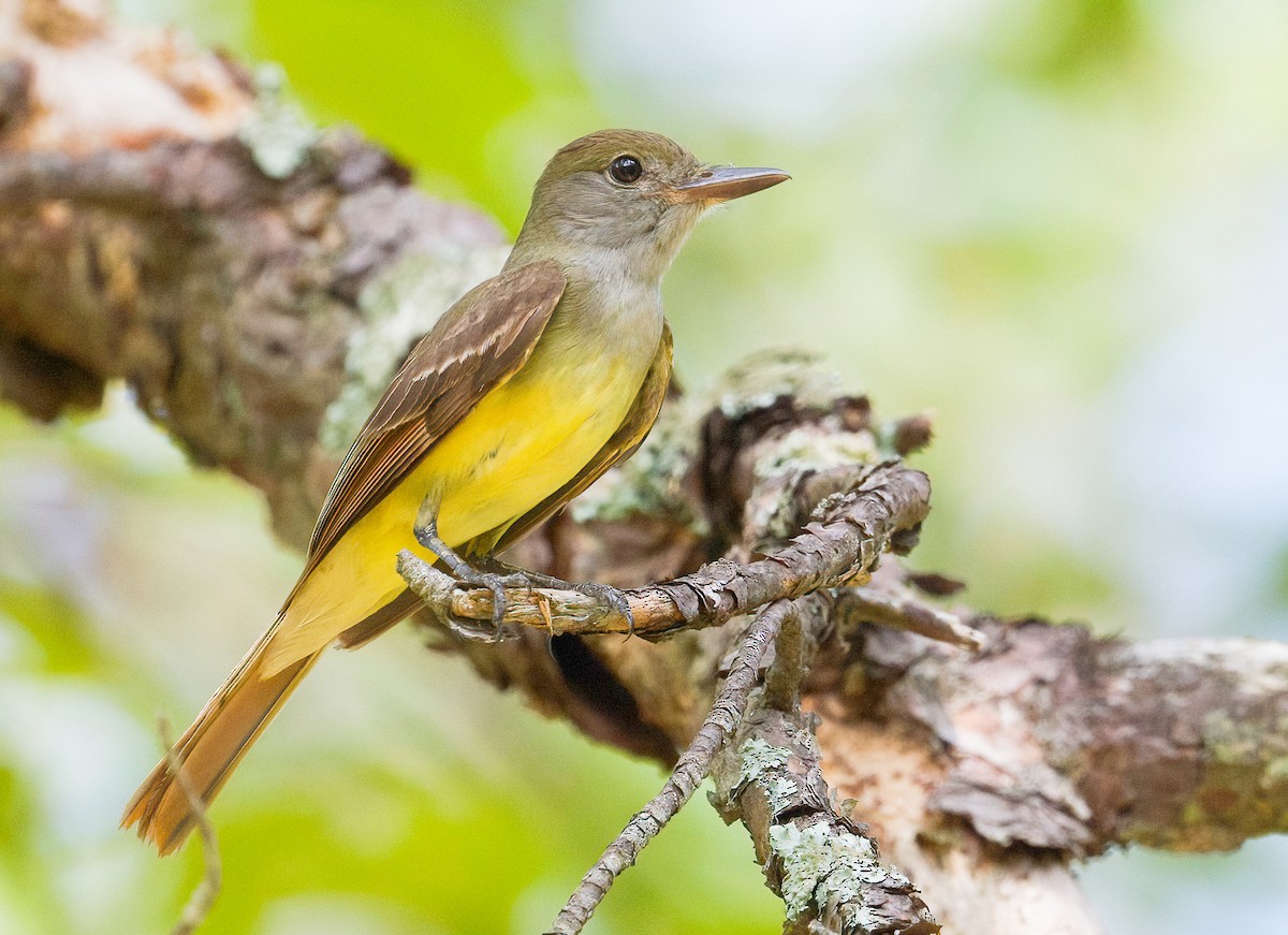 Great Crested Flycatcher - ML620287257