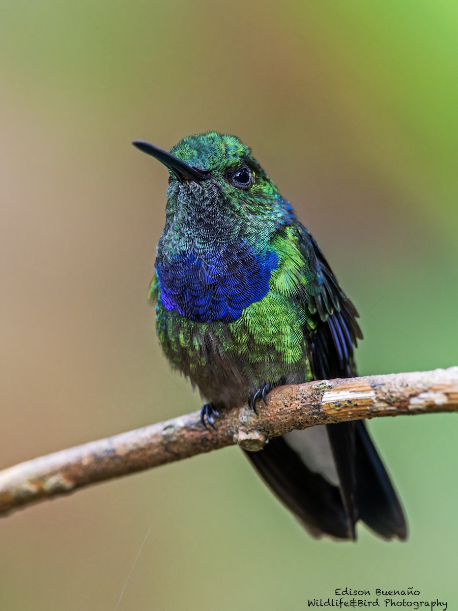 kolibřík západokolumbijský - ML620287261