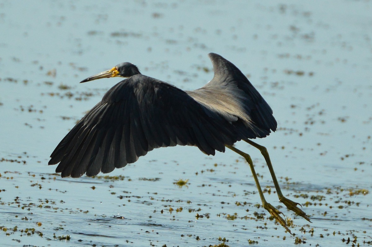 Tricolored Heron - ML620287262