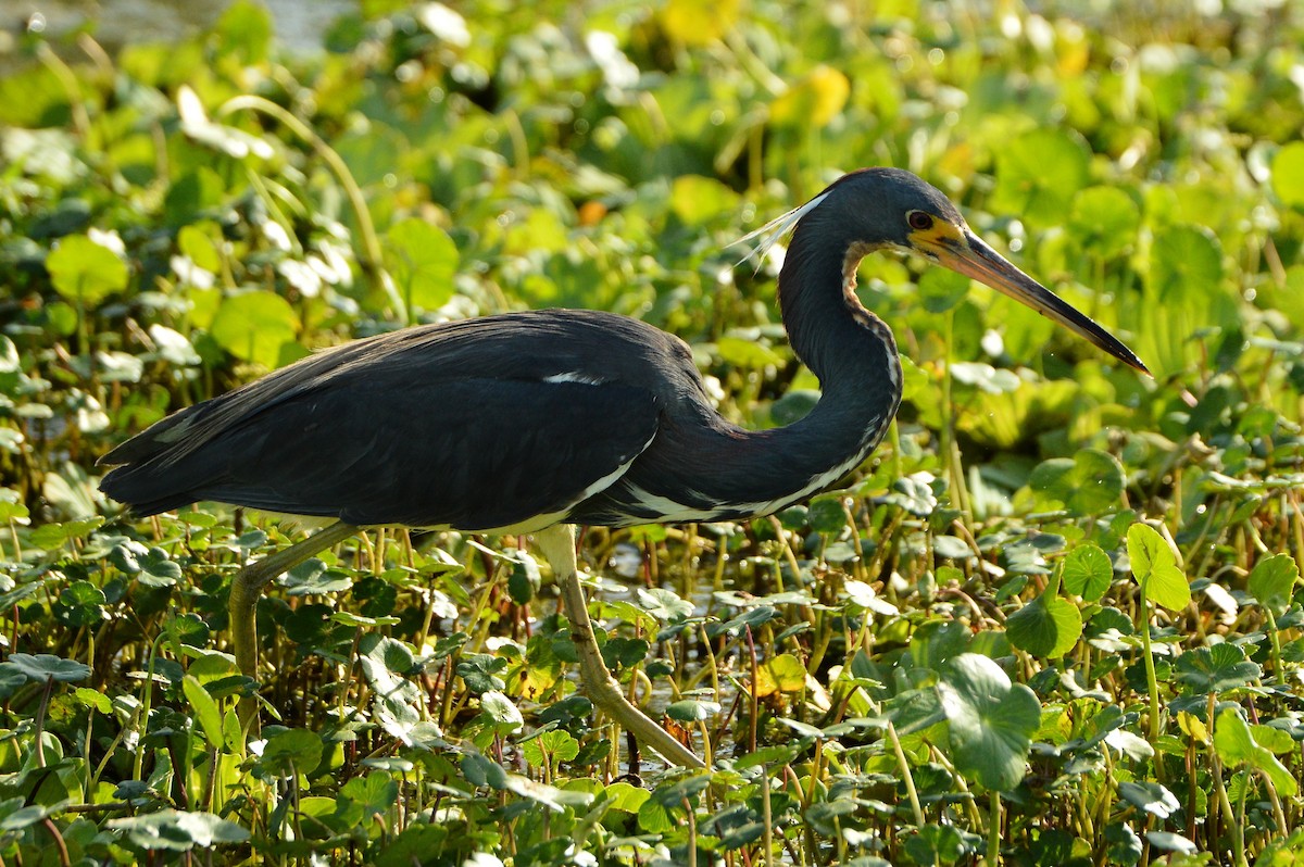 Tricolored Heron - ML620287263