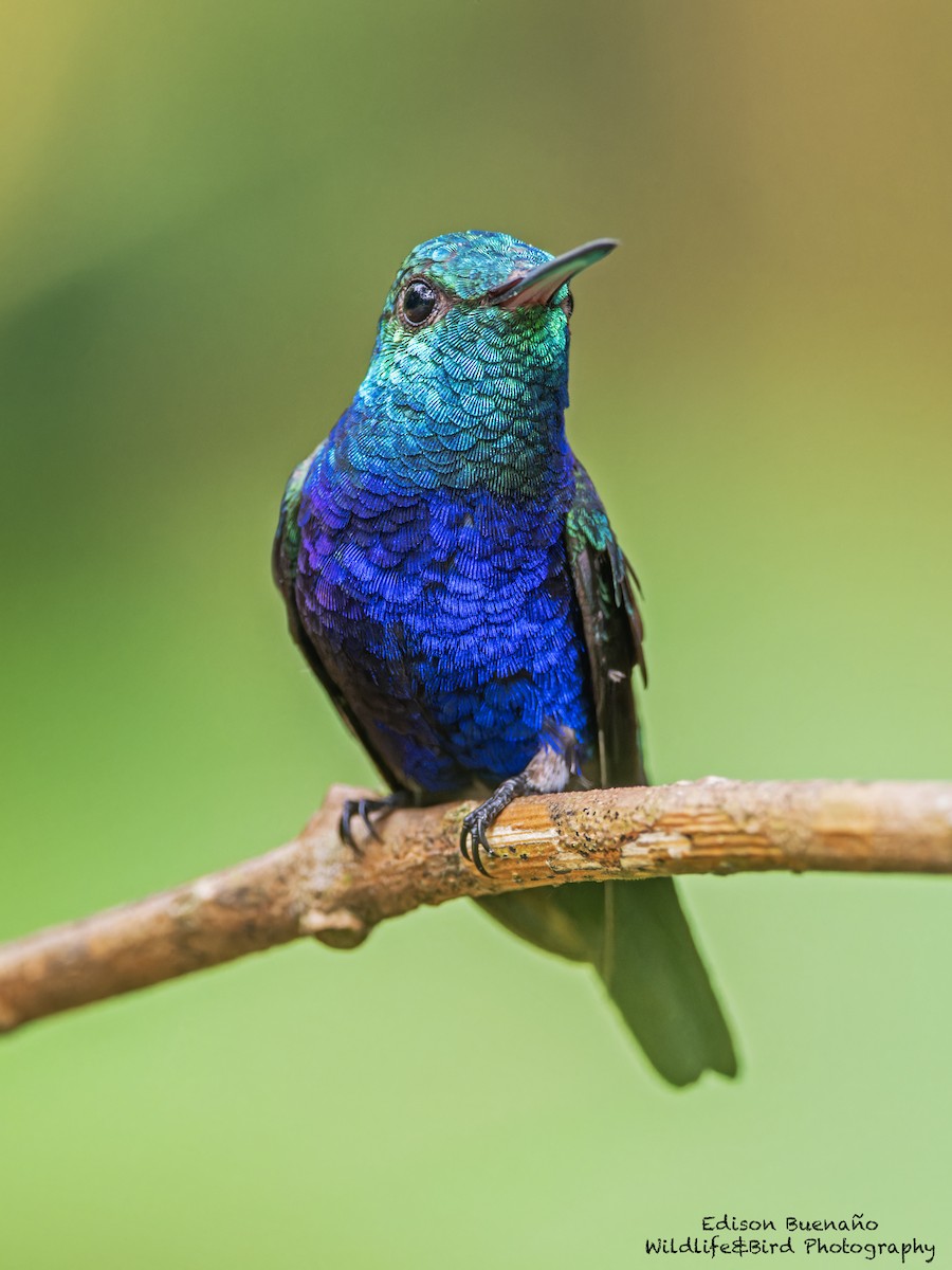 Violet-bellied Hummingbird - ML620287269