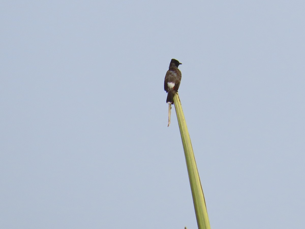 Red-vented Bulbul - ML620287270