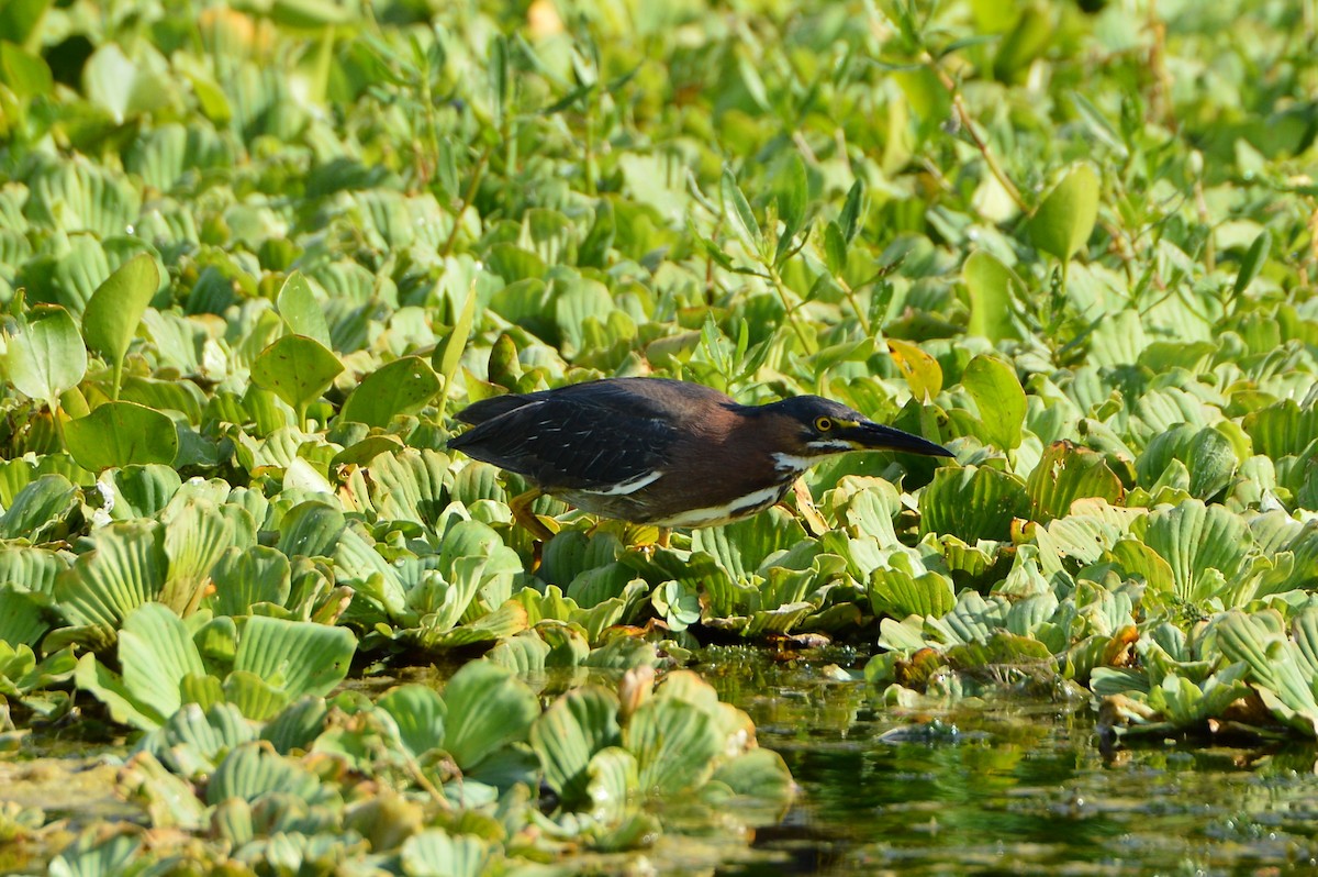 Green Heron - Jackson and Jasmin Woodall