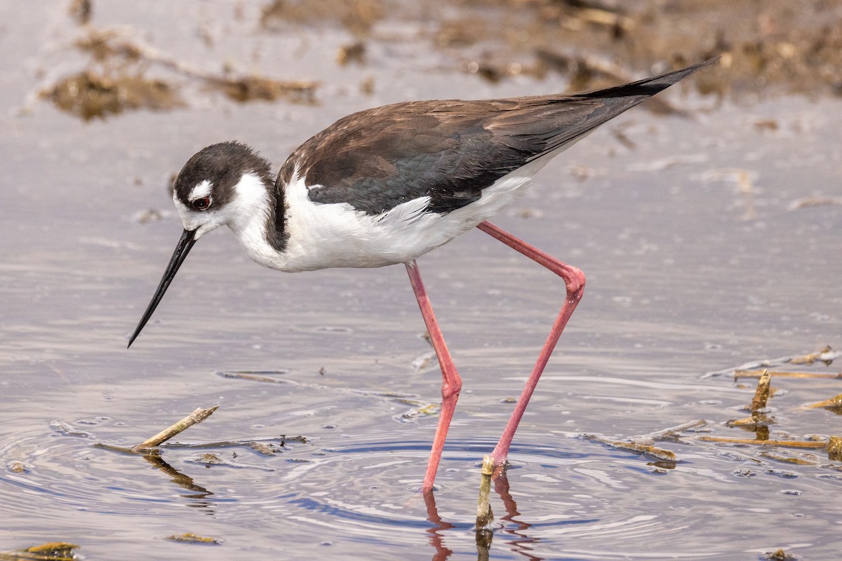 Black-necked Stilt - Rick Hughes