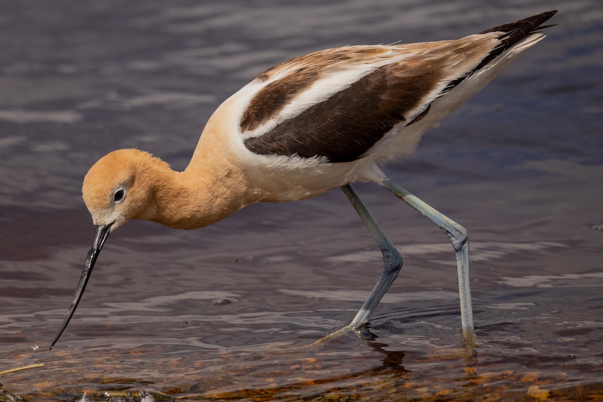 Avocette d'Amérique - ML620287300