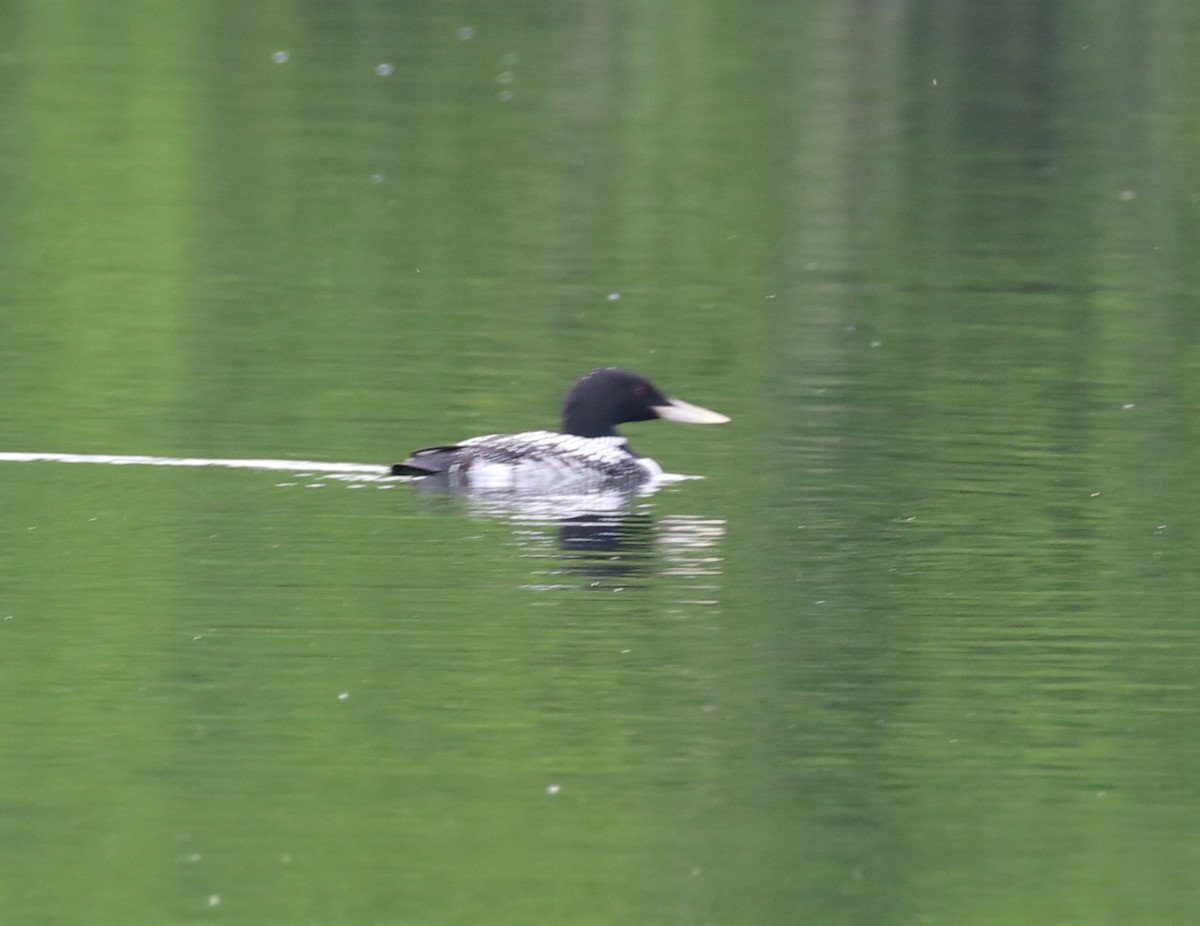 Yellow-billed Loon - ML620287302