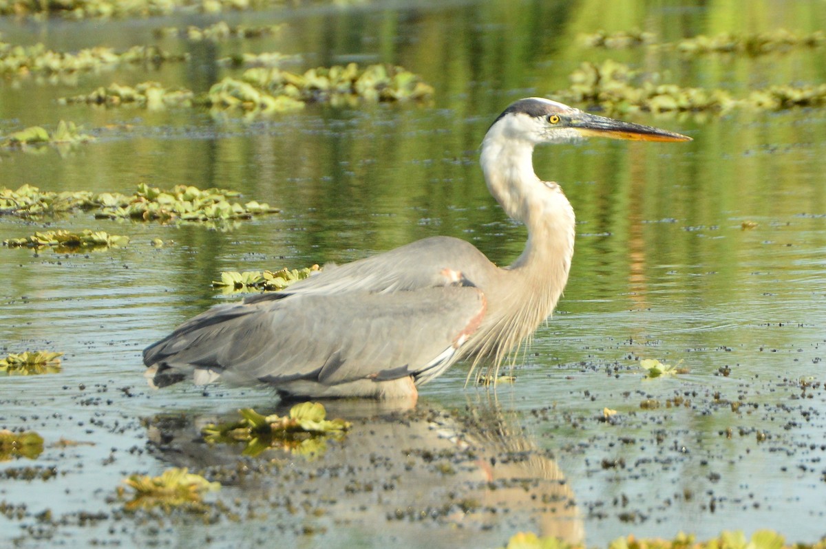 Great Blue Heron - ML620287303