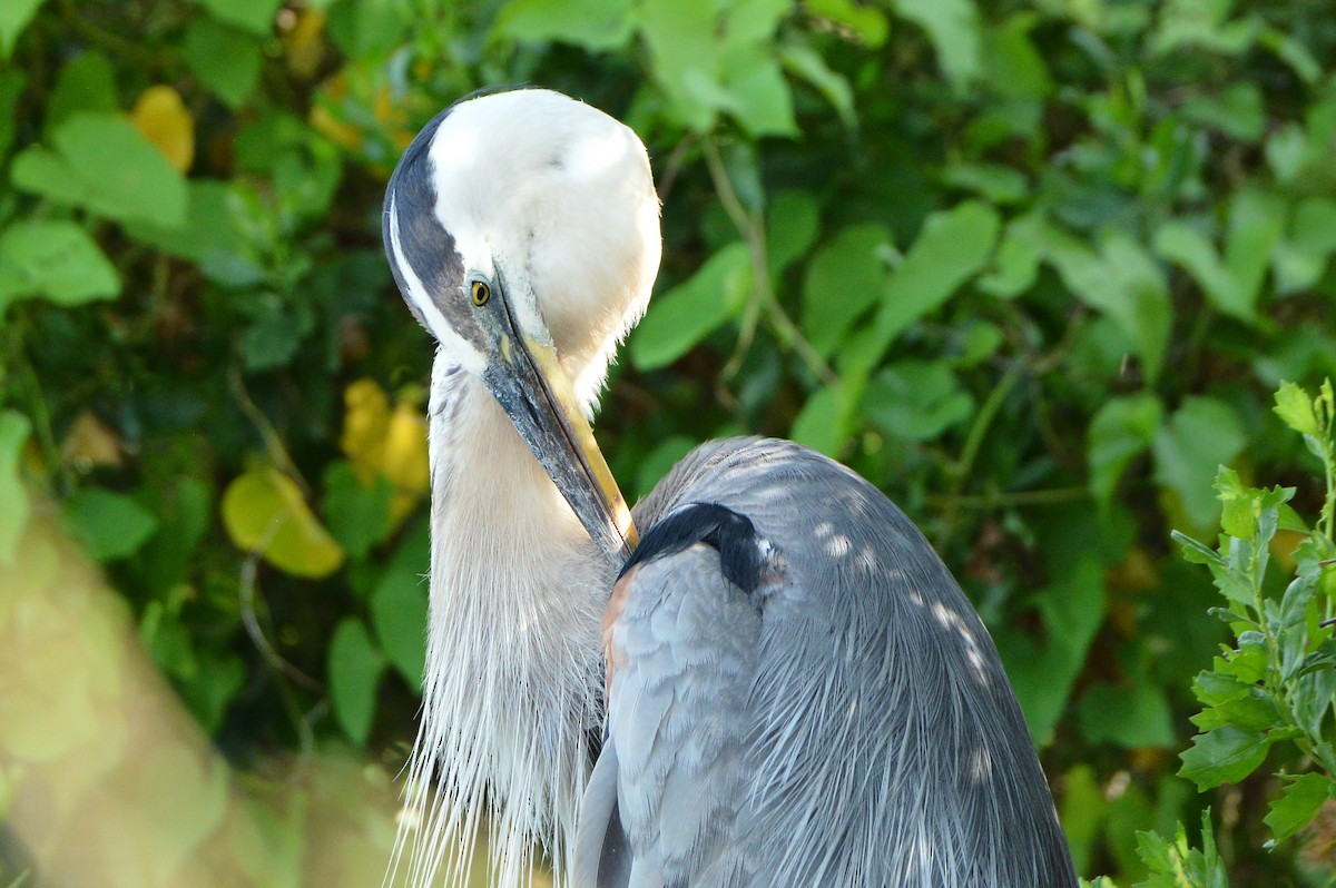 Great Blue Heron - ML620287304