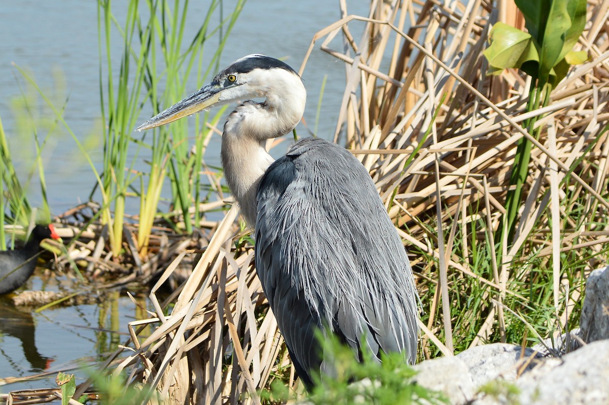 Great Blue Heron - ML620287305