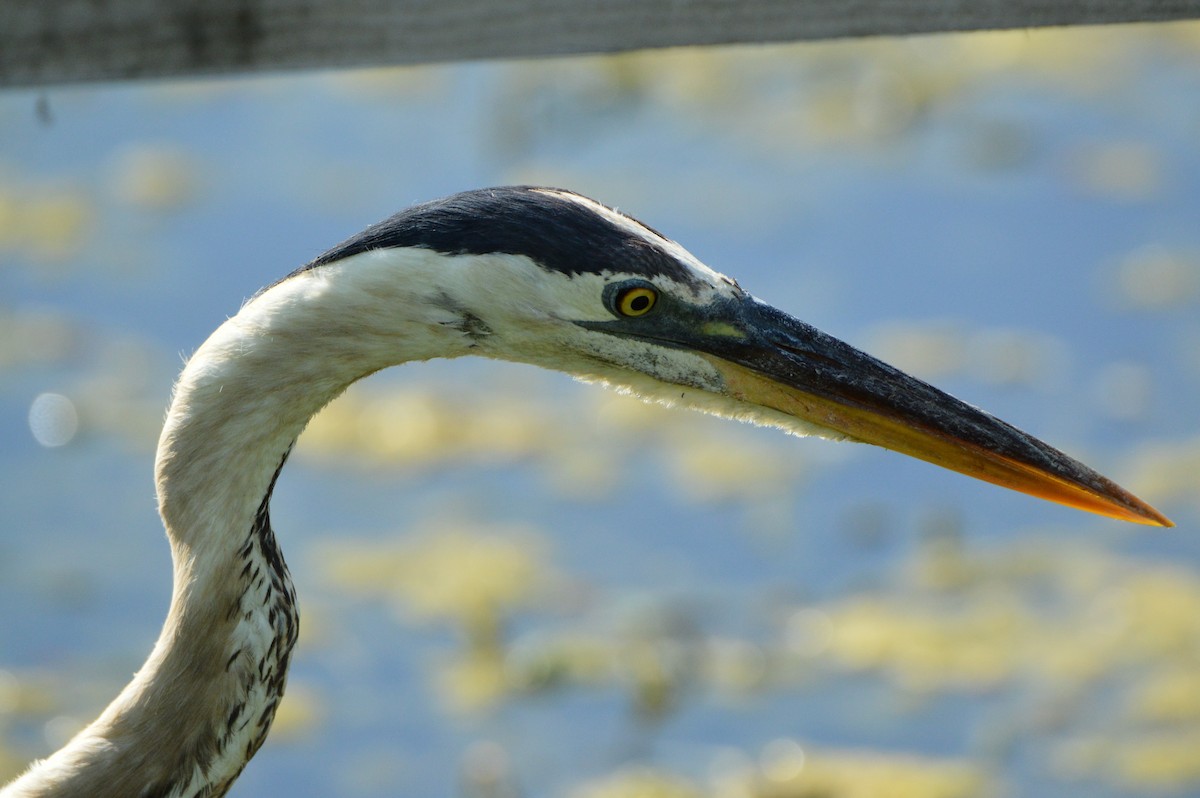 Great Blue Heron - ML620287306