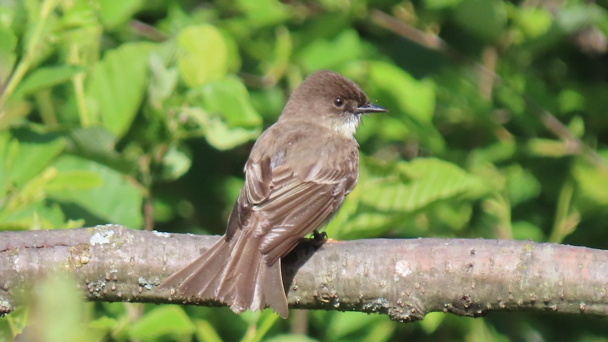 Eastern Phoebe - ML620287307