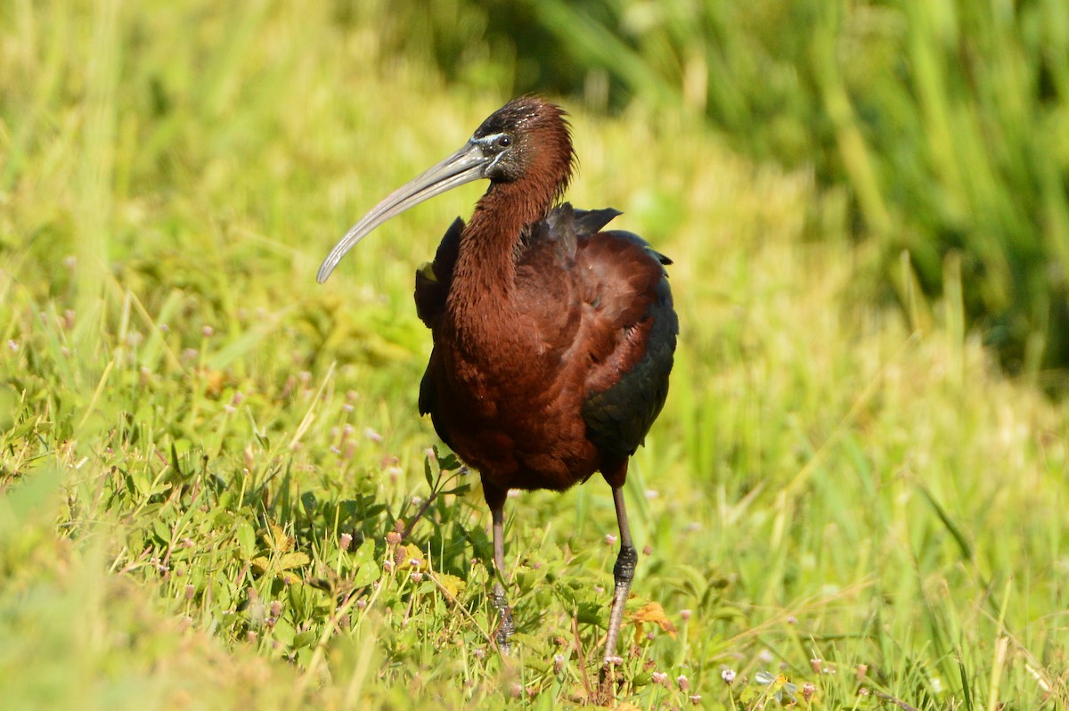 Glossy Ibis - ML620287311