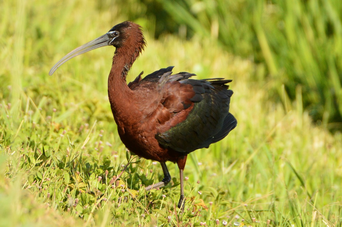 Glossy Ibis - Jackson and Jasmin Woodall