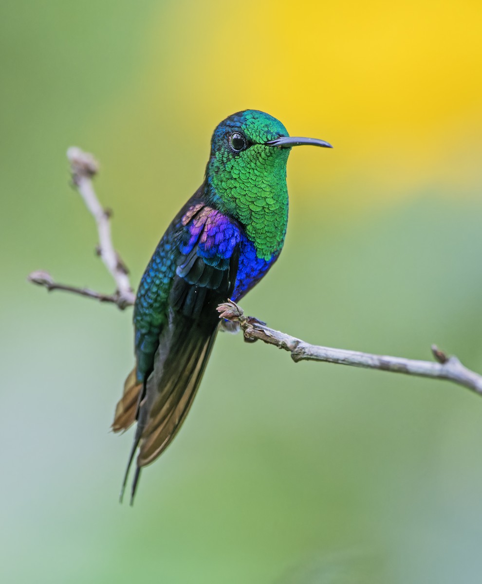 kolibřík vidloocasý - ML620287313