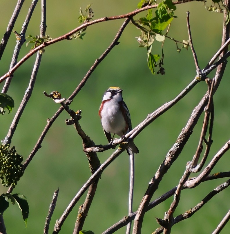 Chestnut-sided Warbler - ML620287314