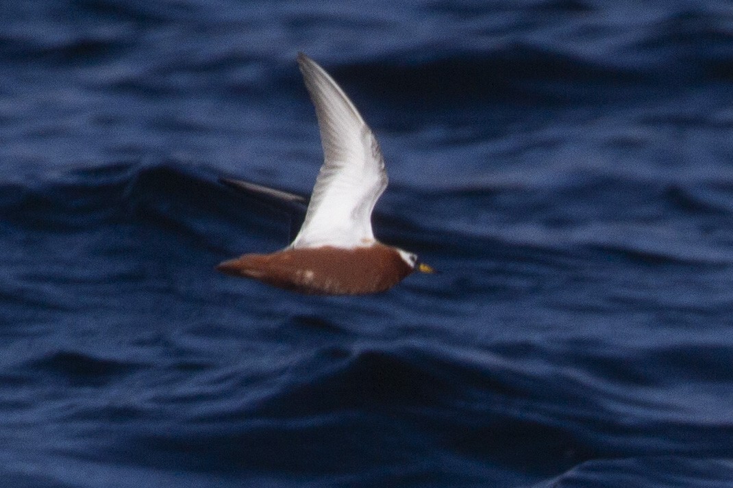 Red Phalarope - ML620287316