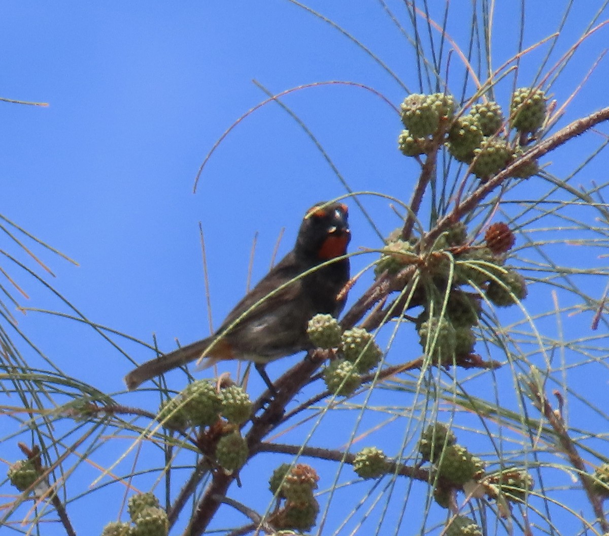 Greater Antillean Bullfinch - ML620287317