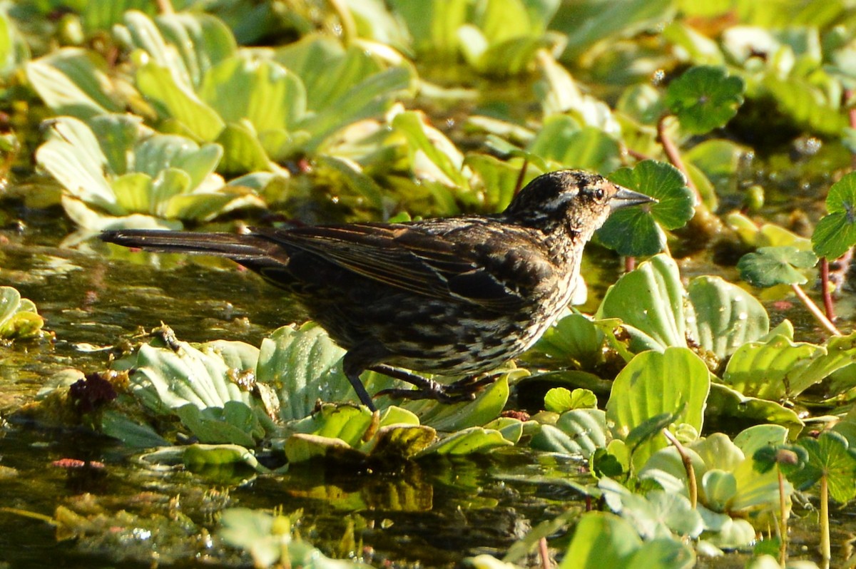 Red-winged Blackbird - ML620287319