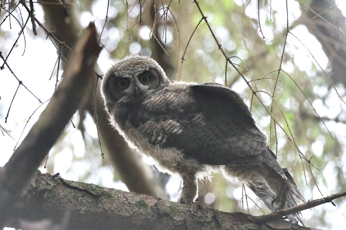 Great Horned Owl - ML620287325