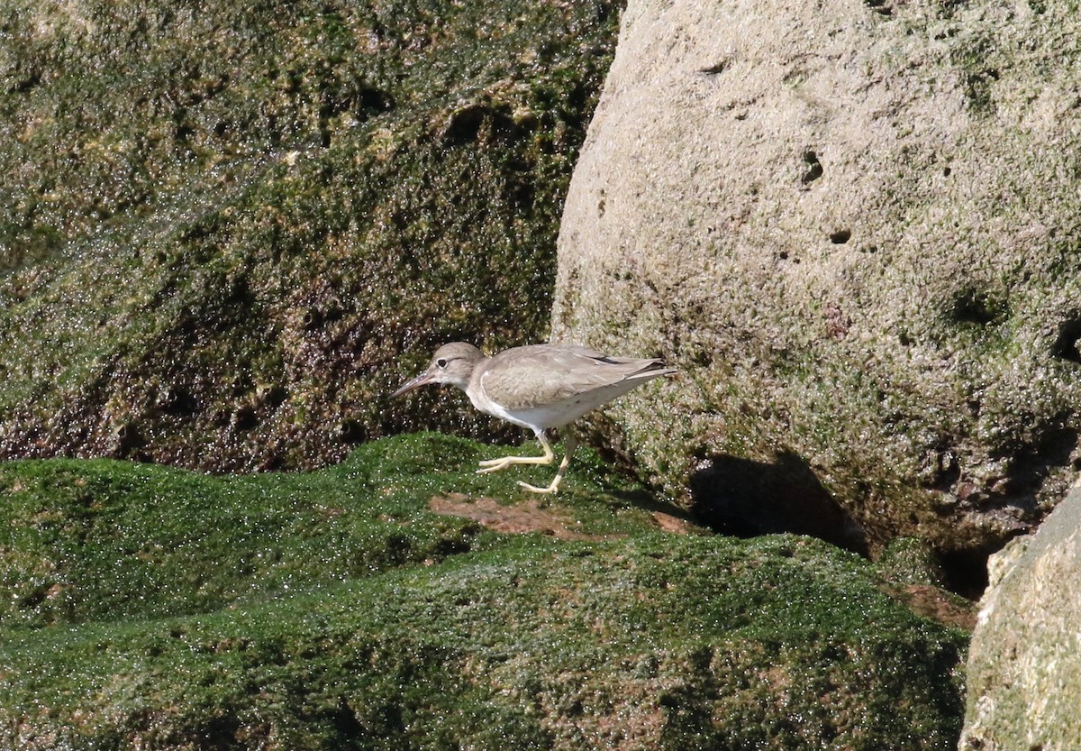 Spotted Sandpiper - ML620287327