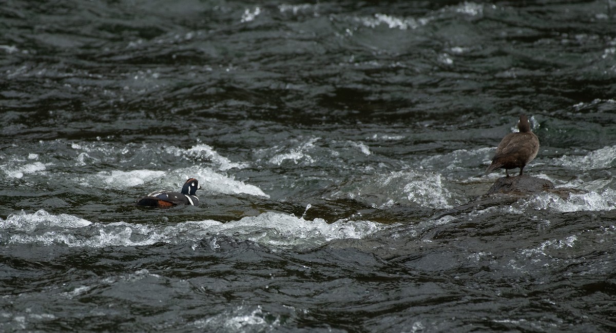 Harlequin Duck - ML620287329