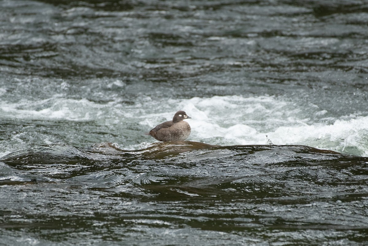 Harlequin Duck - ML620287330