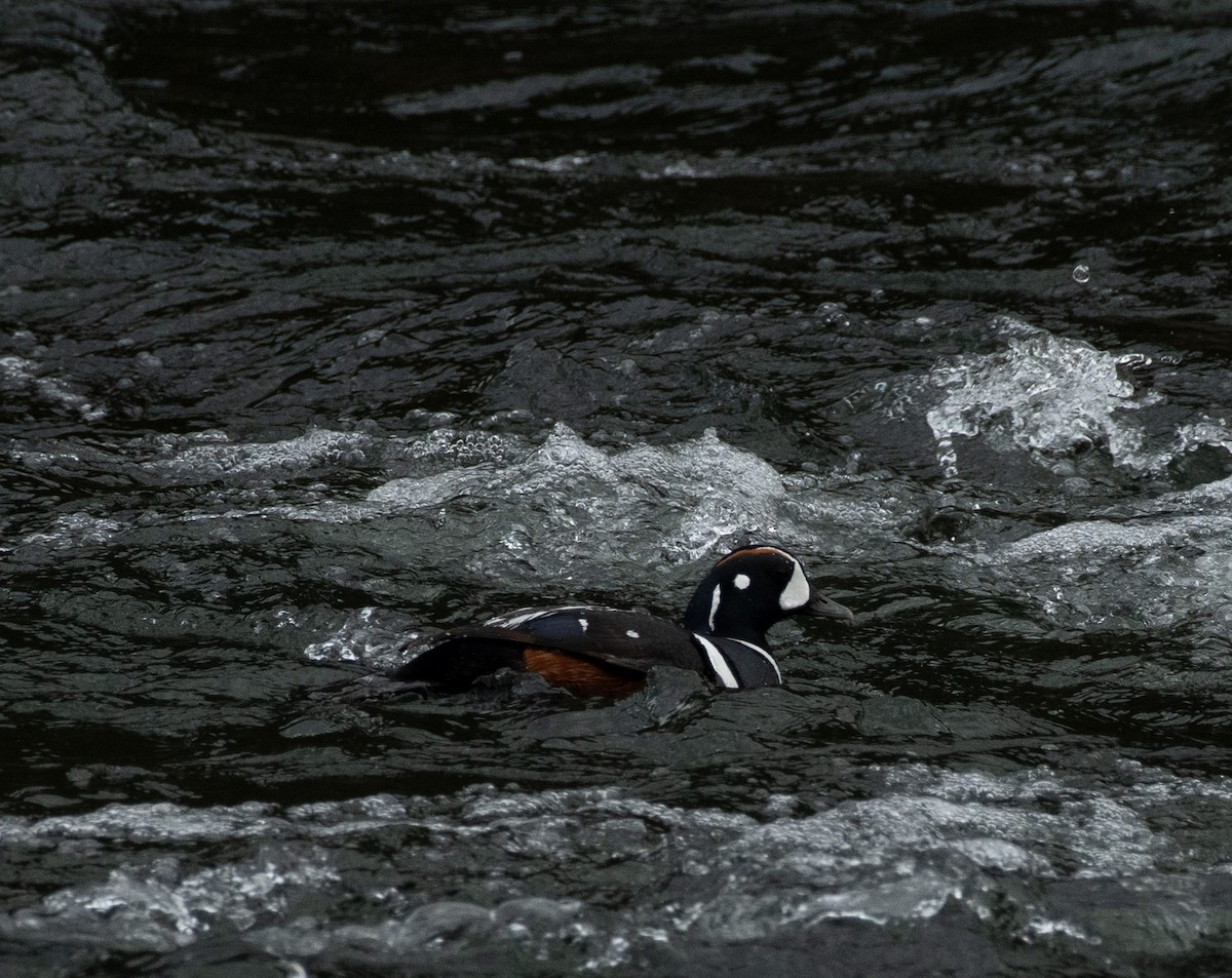 Harlequin Duck - ML620287331