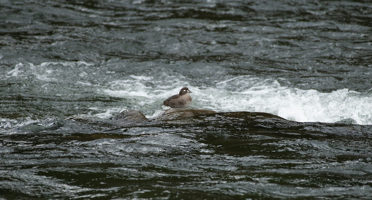 Harlequin Duck - ML620287332