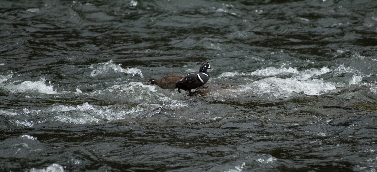 Harlequin Duck - ML620287334