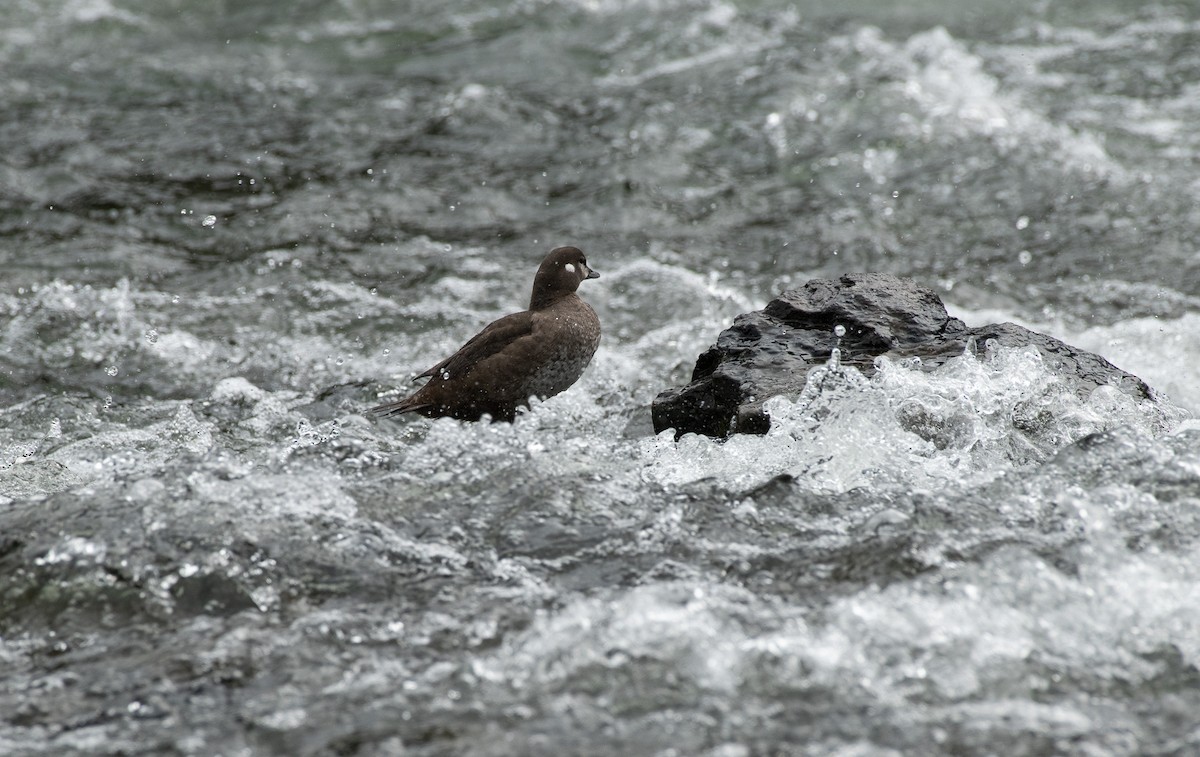 Harlequin Duck - ML620287337