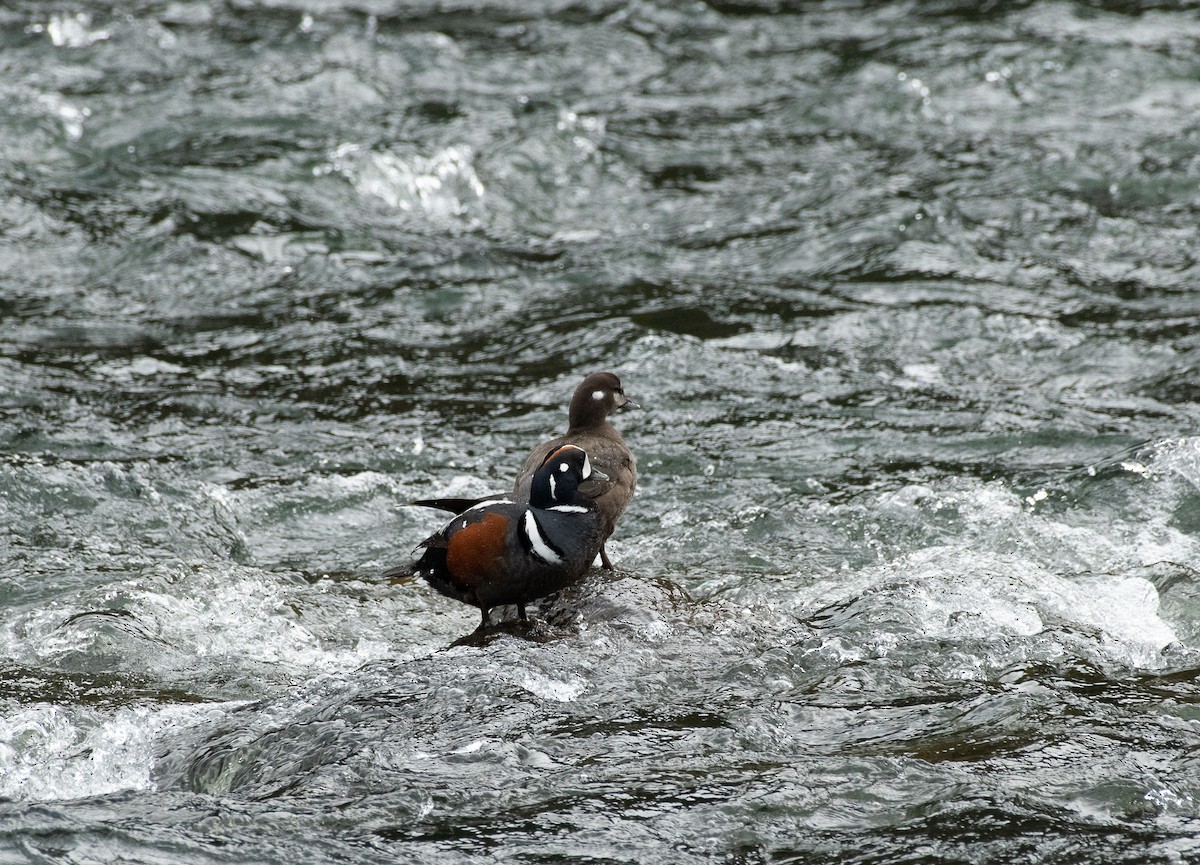 Harlequin Duck - ML620287340