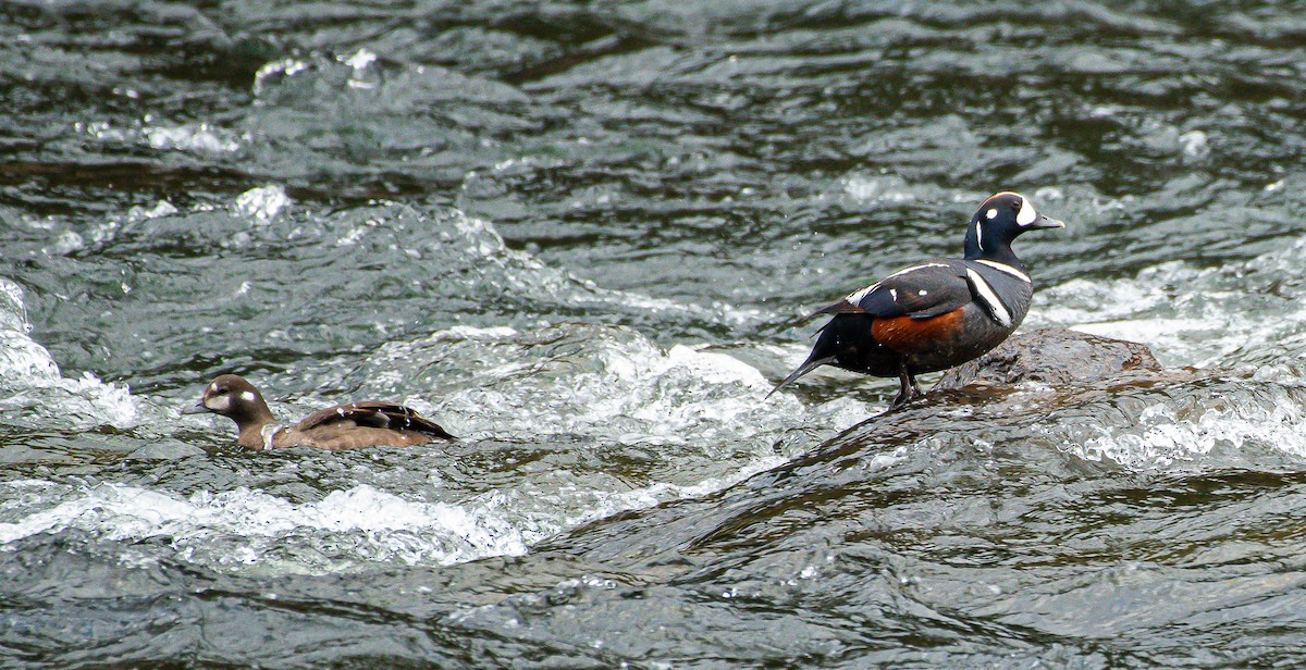 Harlequin Duck - ML620287341