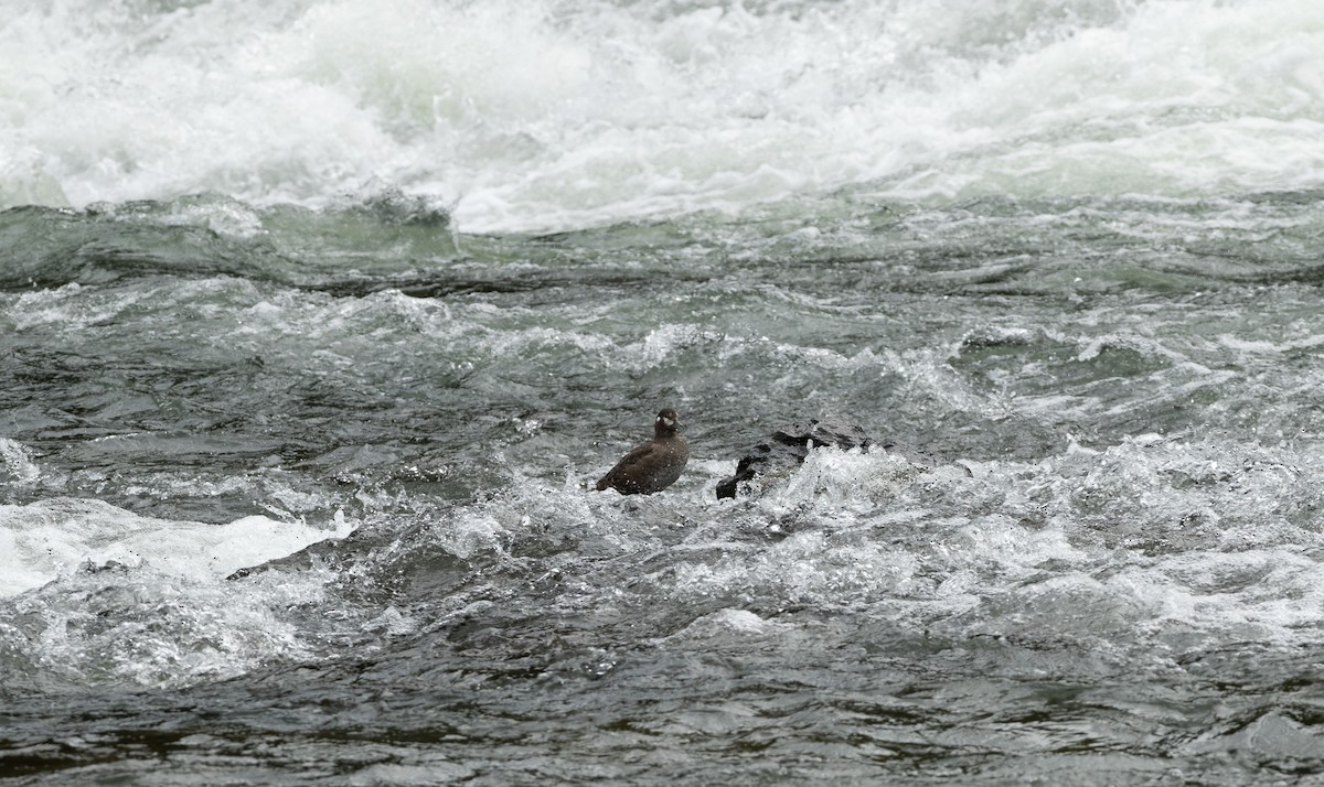 Harlequin Duck - ML620287343