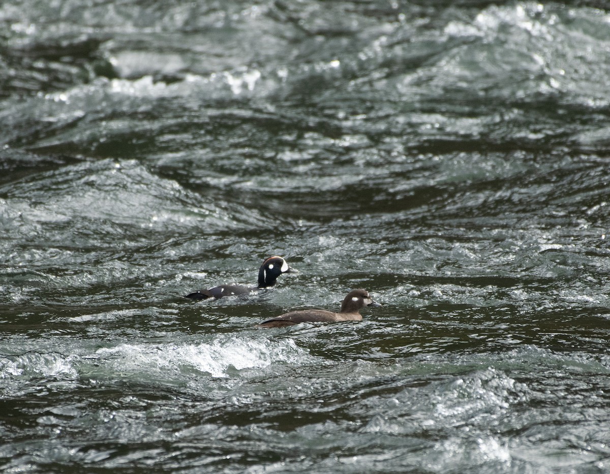 Harlequin Duck - ML620287344