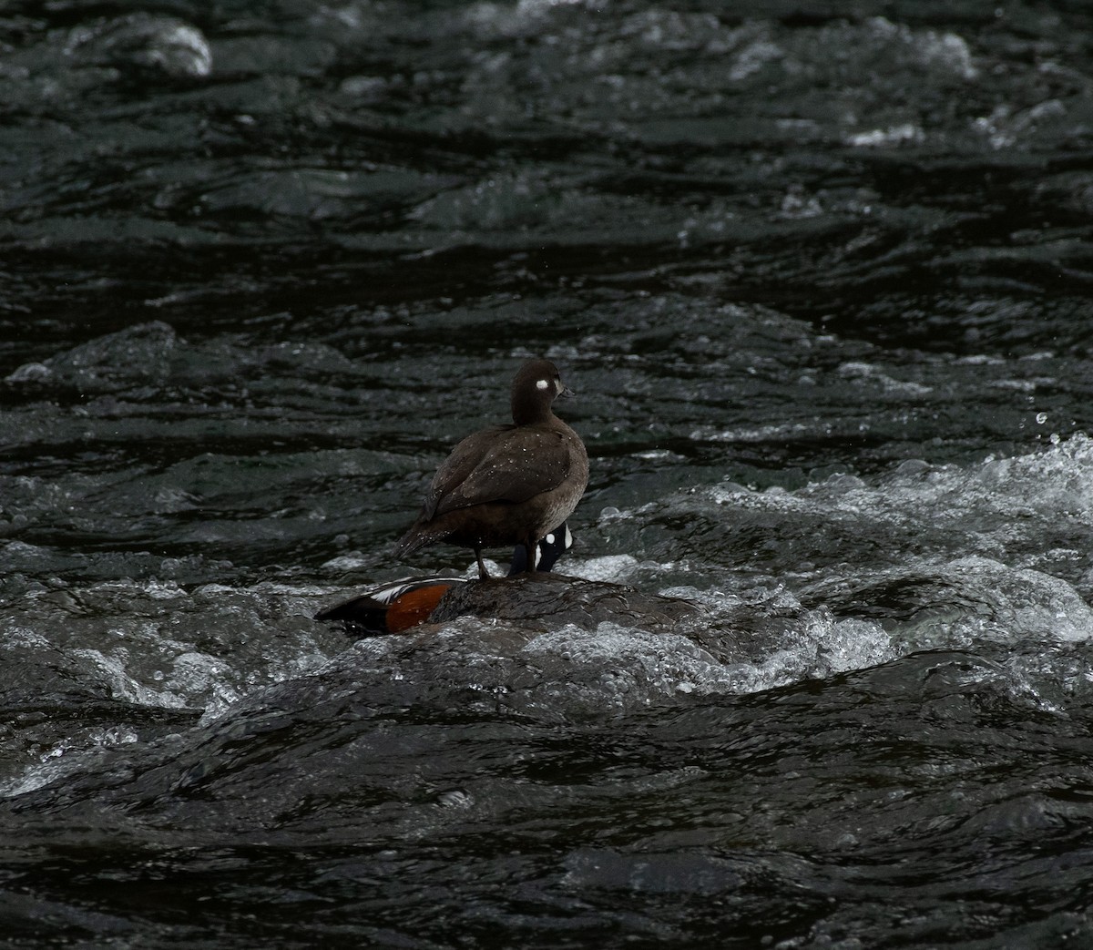 Harlequin Duck - ML620287345