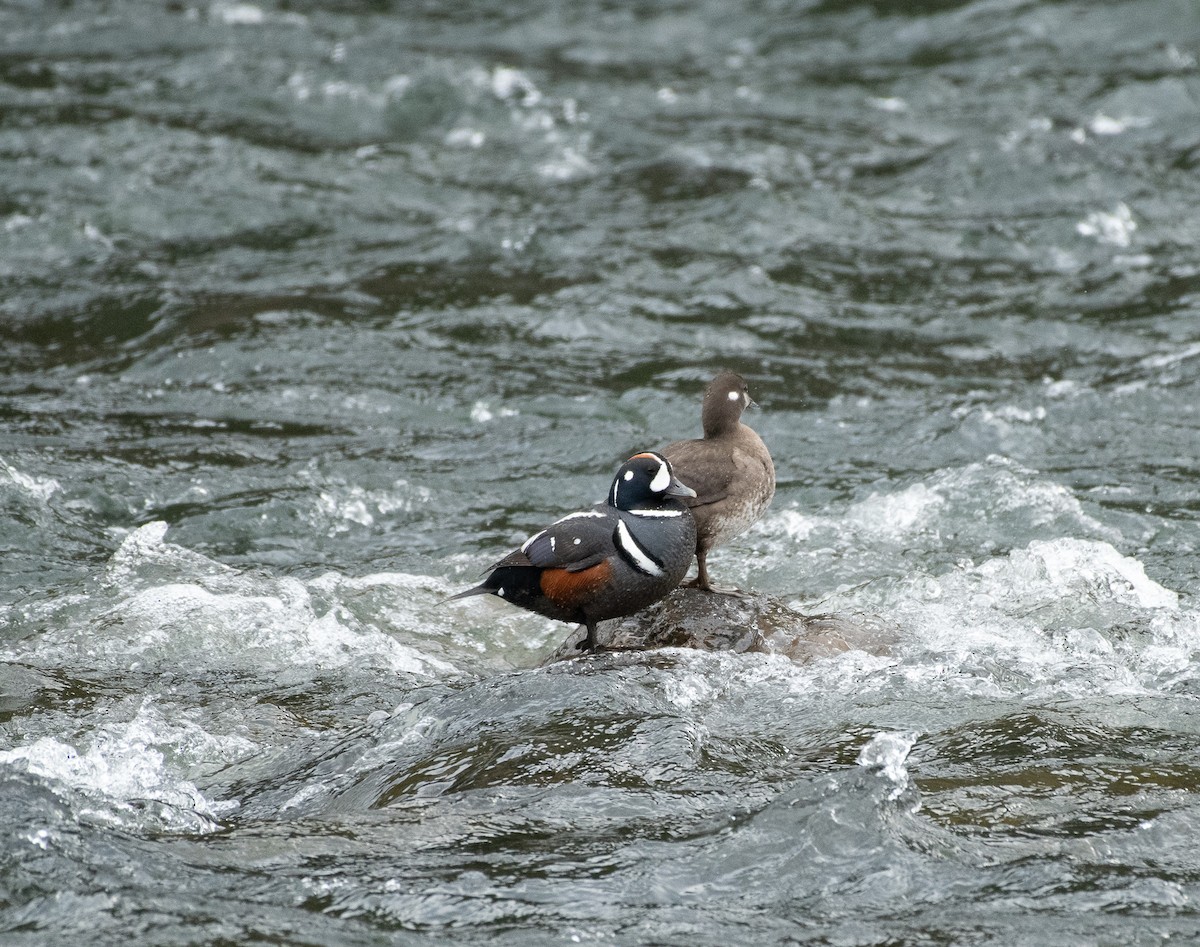 Harlequin Duck - ML620287348