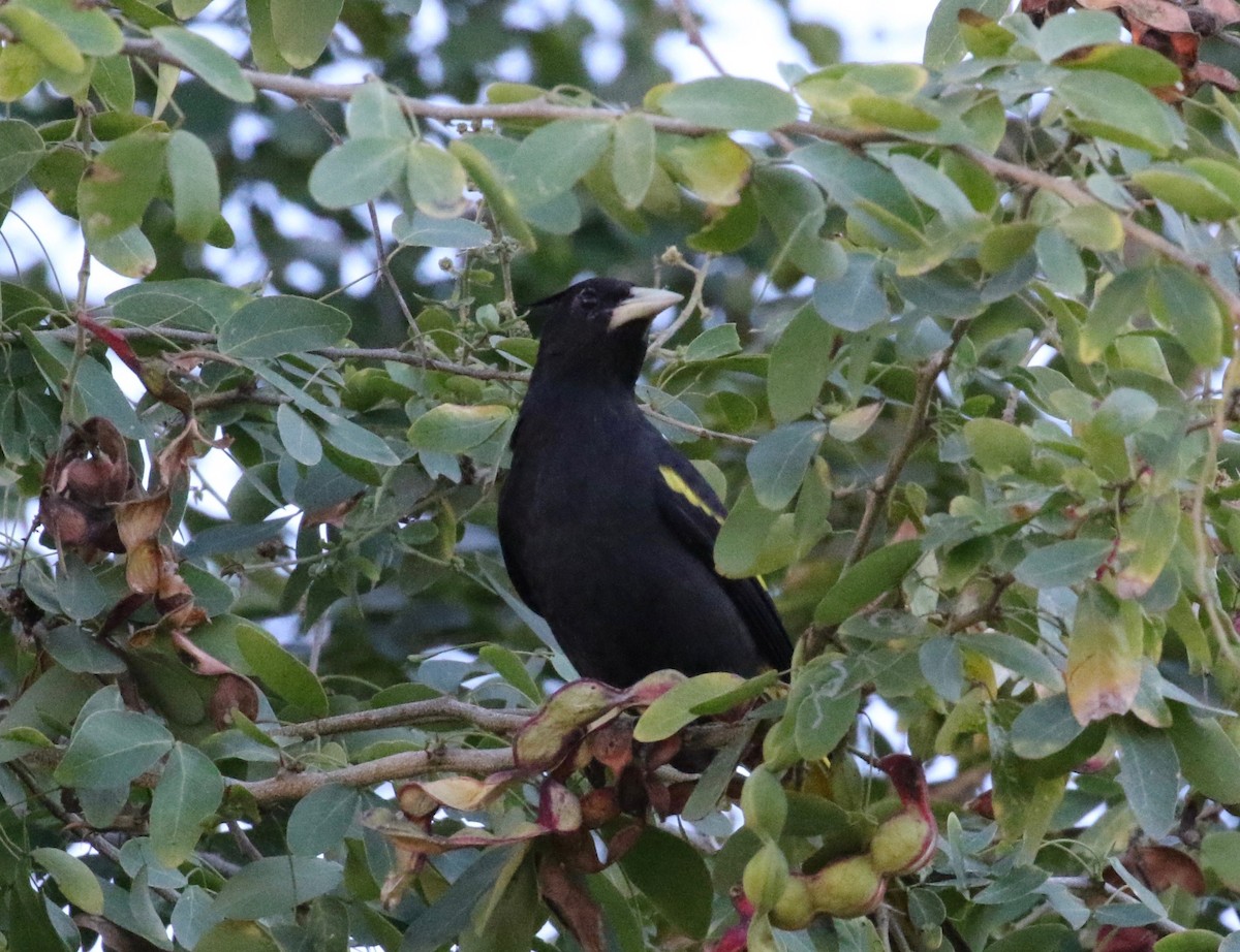 Yellow-winged Cacique - ML620287349