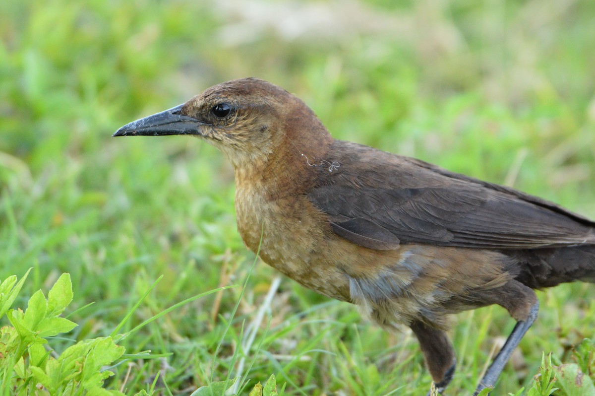 Boat-tailed Grackle - ML620287352