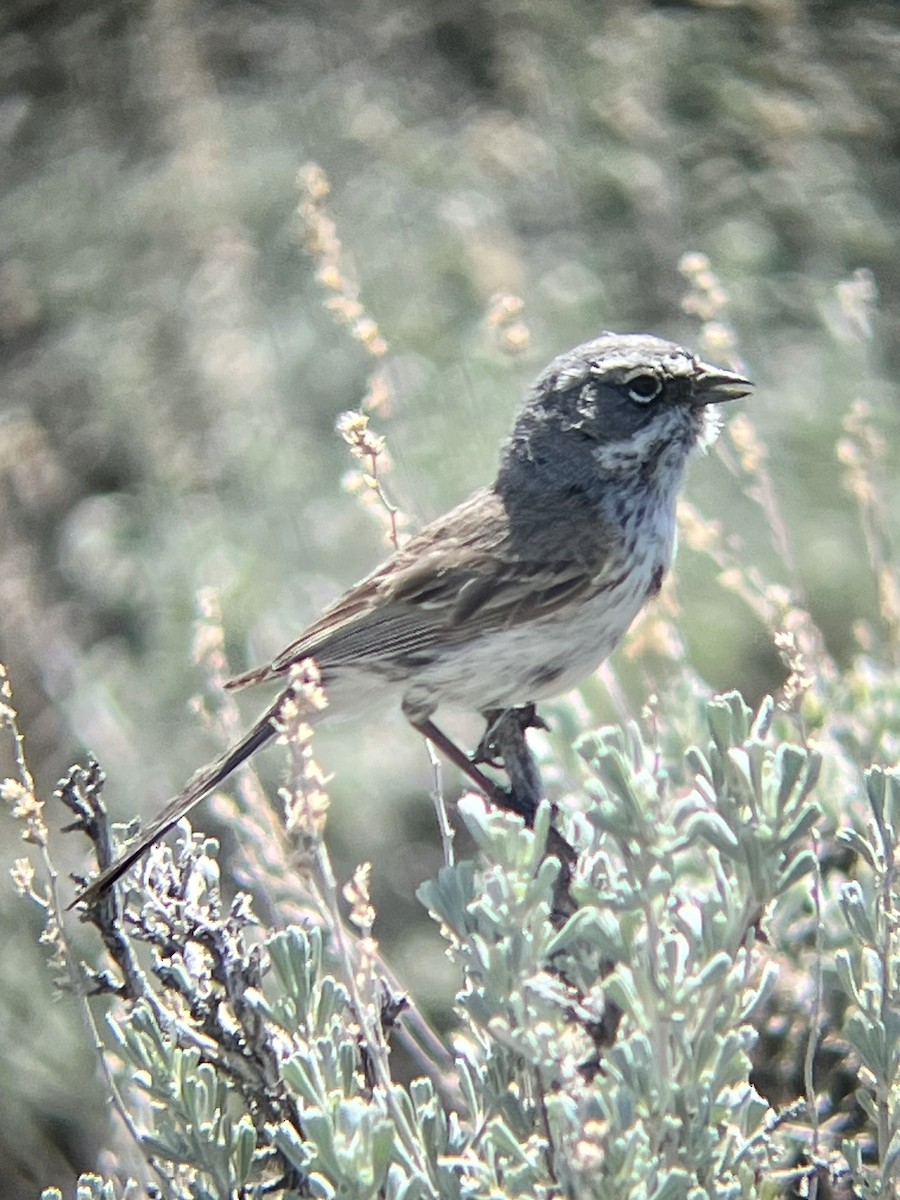 Sagebrush Sparrow - ML620287367